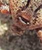 Dermacentor sp.